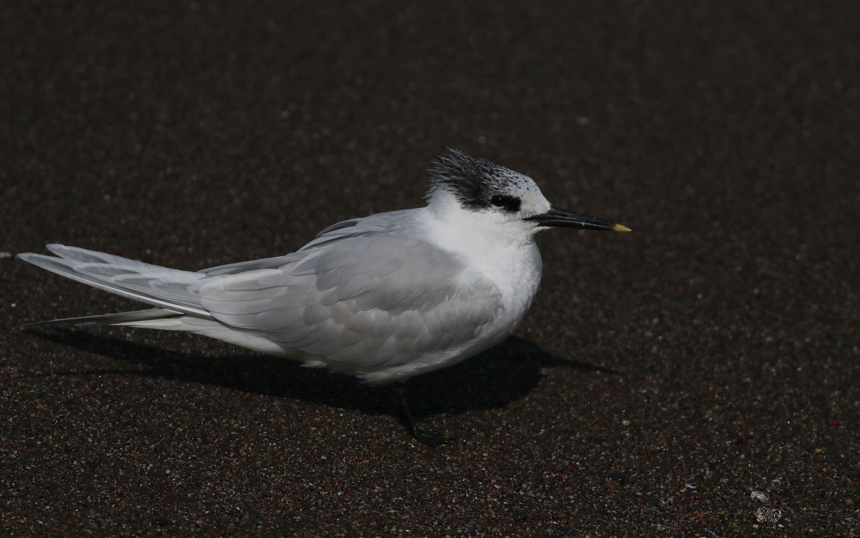 Sandwich Tern